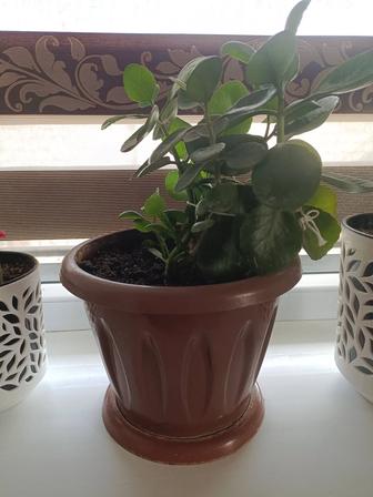 Цветы комнатные