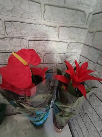 Антуриум Гузмания 60см