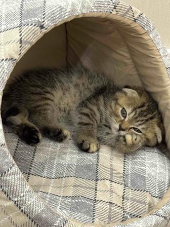 Шотландский котенок