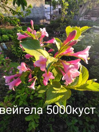 Продам цветы многолетний