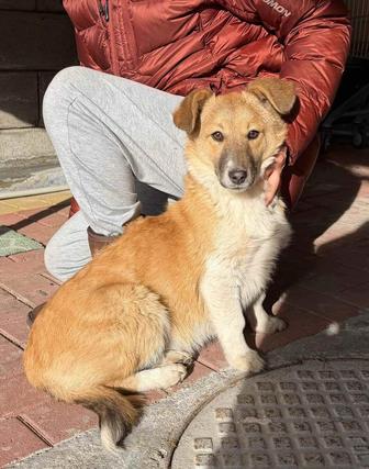 НАШЛАСЬ ДОМАШНЯЯ СОБАКА