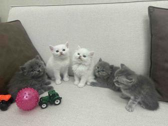 Британские котята