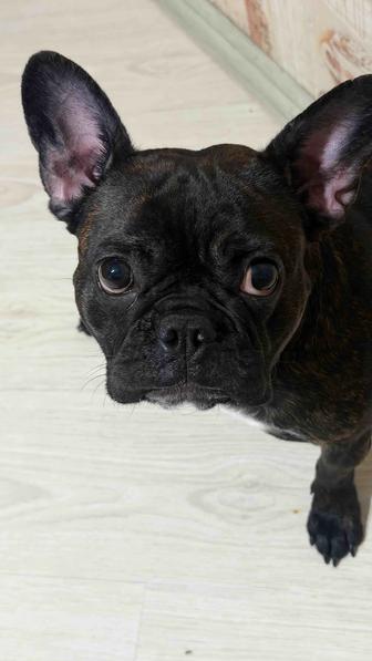 Отдам Собак в добрые и заботливые руки