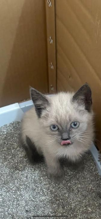 Отдадим котенка в добрые руки