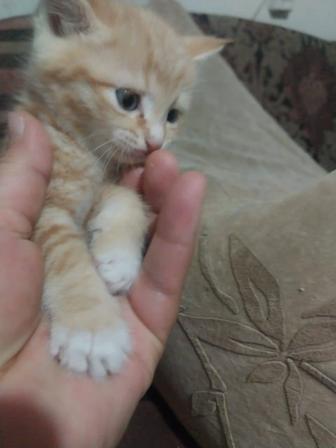 котята бесплатно