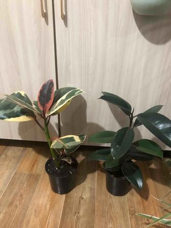 Продам комнатные цветы
