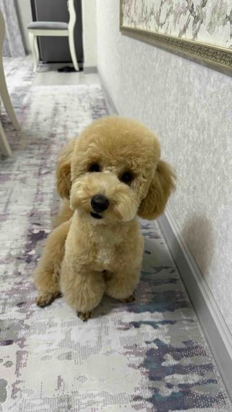 Продам той-пудель