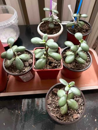 Комнатные растения