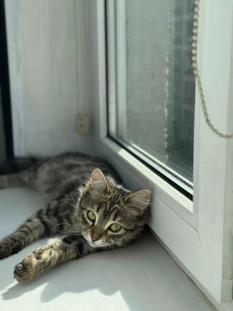 Кошка с окрасом Табби