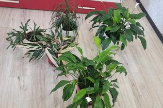 Комнатные растения