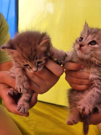 Симпатичные котята