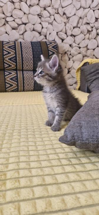 Красивые котята ищут любящих хозяев)