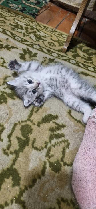 Симпатичная кошечка
