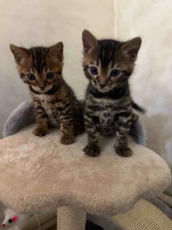 Продаю котята