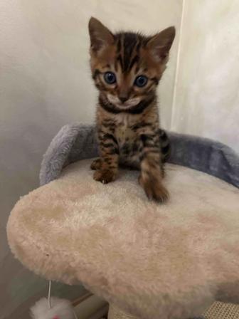 Котёнок Бенгальский тигр