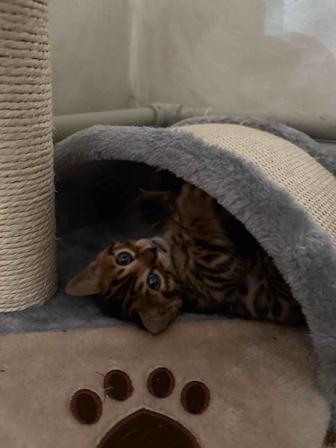 Котенок Бенгальский тигр