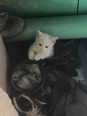 Отдам котят