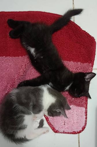 Отдам котят