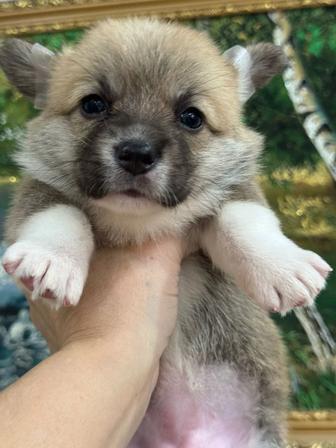 Очаровательные щенки вельш корги