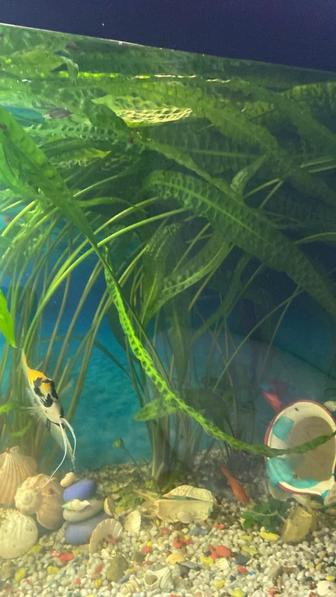 Растение для аквариума