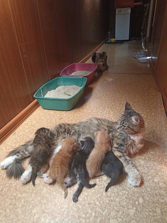 Отдам котят в надежные и добрые руки