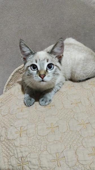 Отдам котенка в хорошие руки
