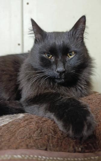 Нашла кошку