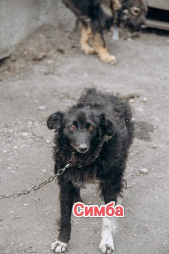 Собаки