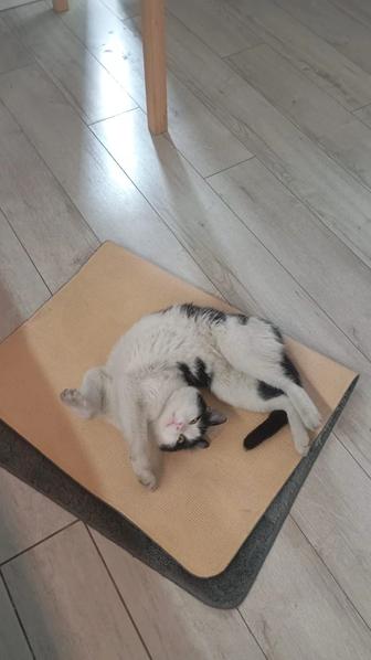 Котик-смокинг (tuxedo cat)