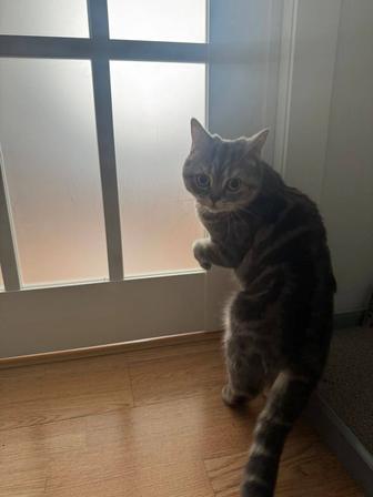 Отдам кошку