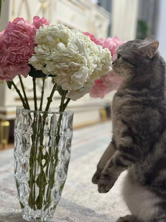 Отдам кошку