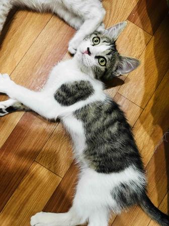 Котенок мальчик в хорошие руки