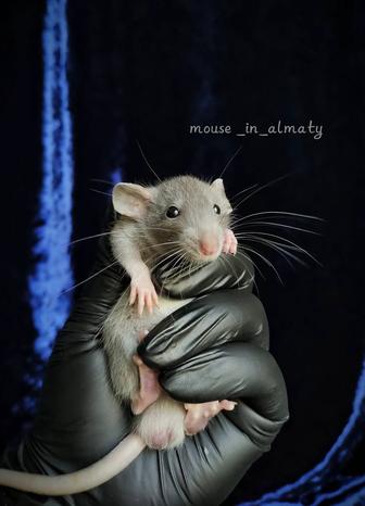 Декоративные крысята, ручные малыши