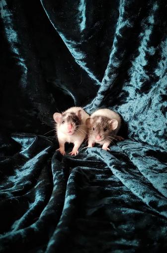 Декоративные крысята, ручные малыши