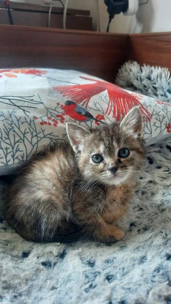 Котенок Симон