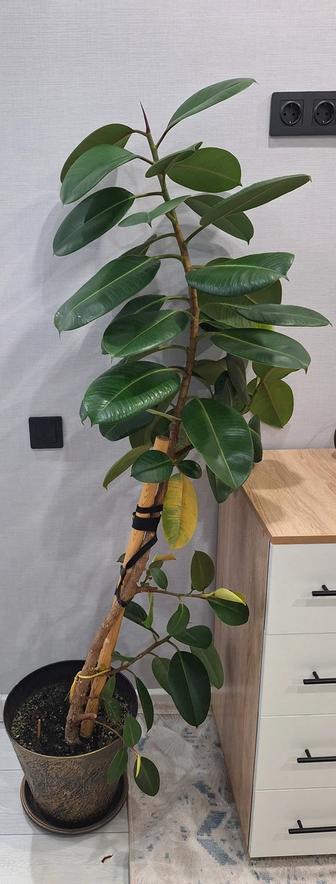 Фикус каучуконосный