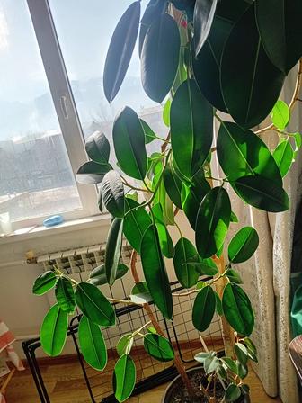 Продам фикус