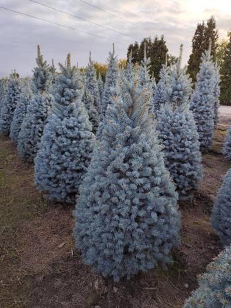 Продам Голубые ели сосны кустарники по РК ,хорошие цены