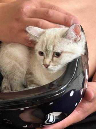 Отдам даром котенка