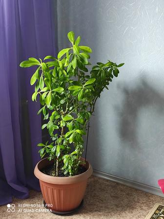 Продаю комнатные растения