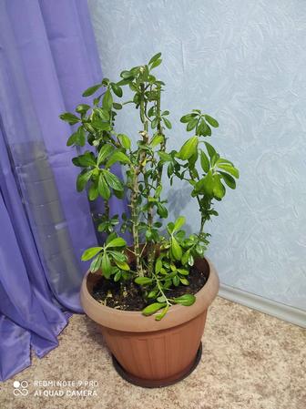 Продаю комнатные растения