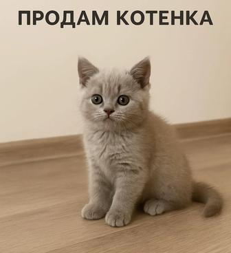 Продам британского котенка