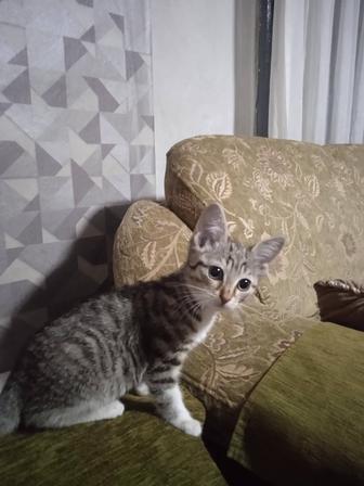 Котята
