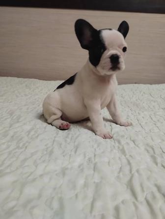 Малыши французского бульдога