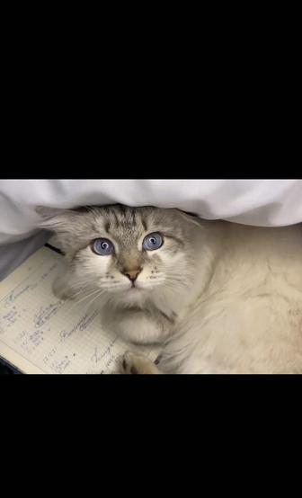 Котята