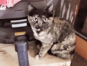 Котенок в семью