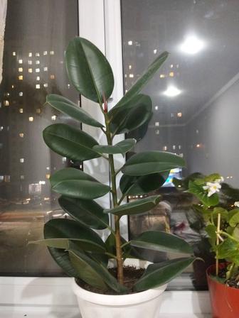 Продам фикус