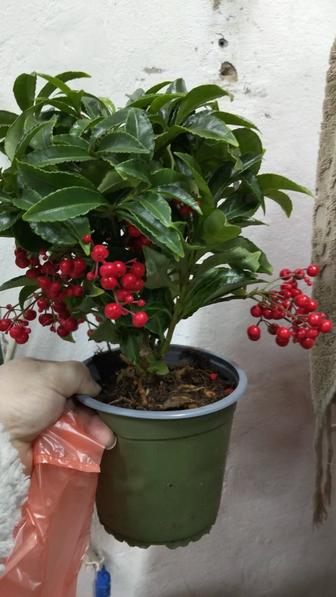 Продам ардизию