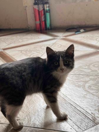 Отдам котенка