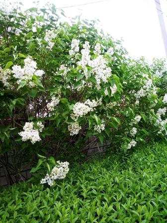 сирень белая, сирень фиолетовая